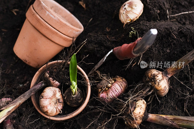 鳞茎植物种植在花园和园艺设备。高角度视图