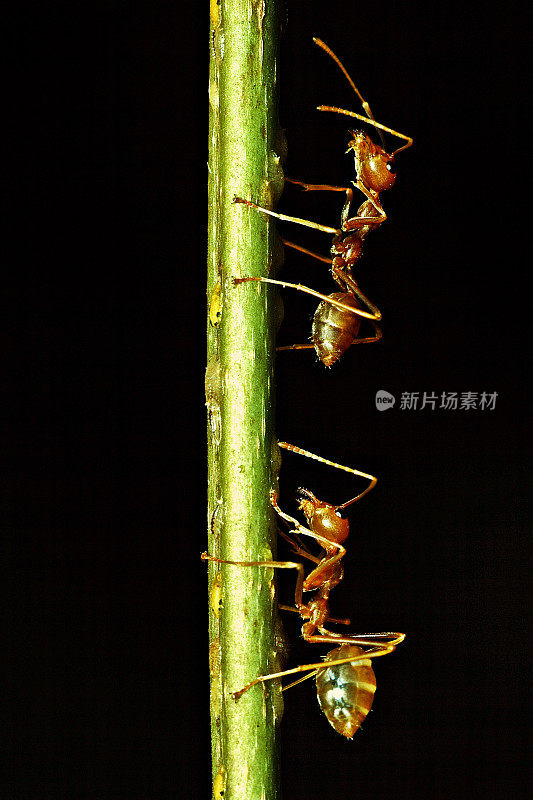 2只蚂蚁在垂直的树枝上(黑色背景)