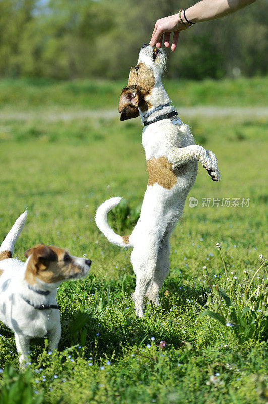 两只杰克罗素梗犬在公园里玩耍