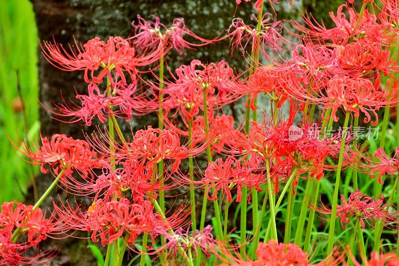 蜘蛛百合花，日高市，日本