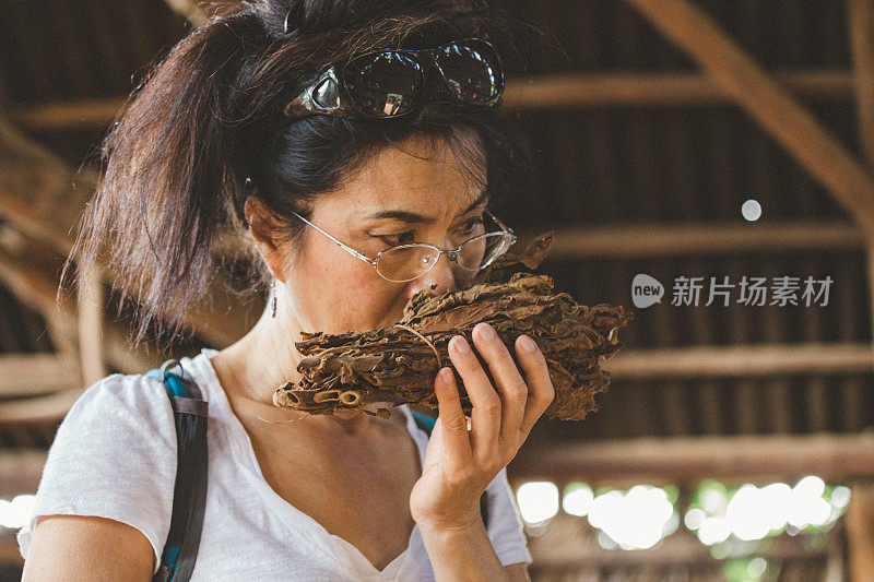 亚洲妇女在烟草农场闻干烟草