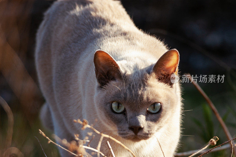 东奇尼猫的猫