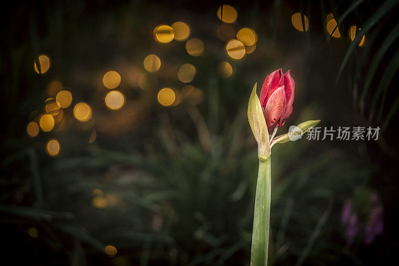 圣诞彩灯花园里的孤挺花花蕾