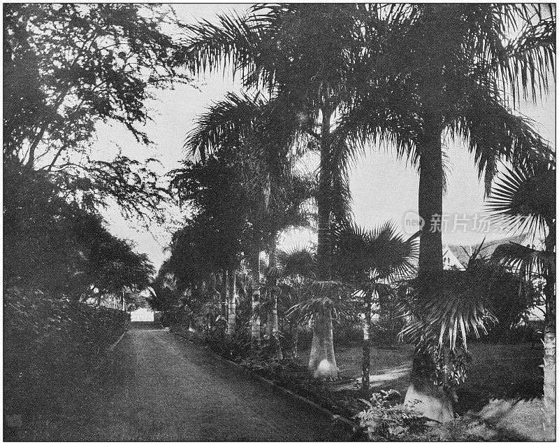 来自美国海军和陆军的古董历史照片:夏威夷公墓路