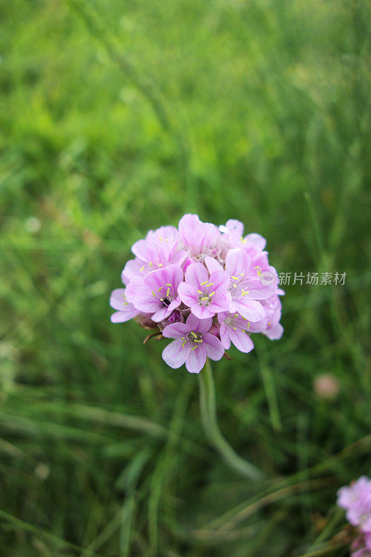 海粉或海竹花