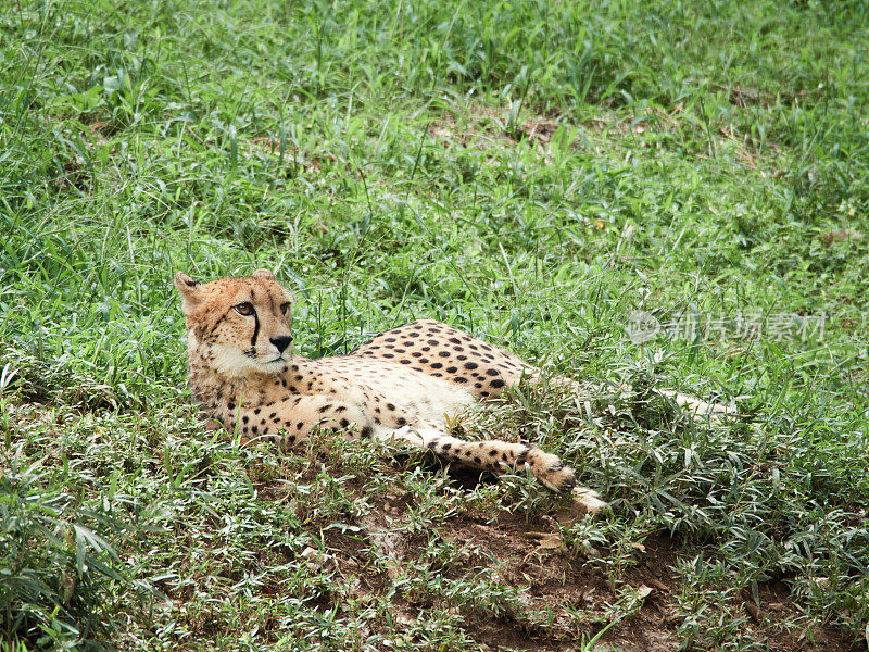 猎豹躺在草地上