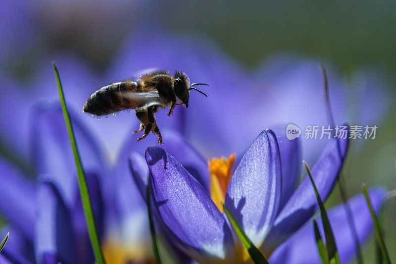 蜜蜂在磨粉