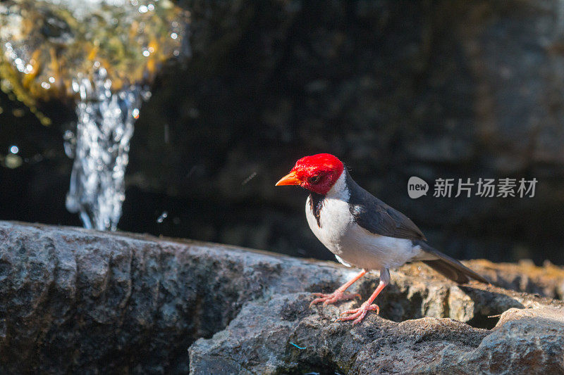 巴西潘塔纳尔的黄嘴红衣主教