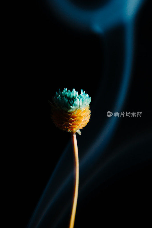 黑色背景上烟雾中的小花