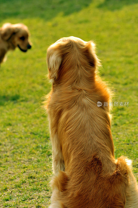 金毛猎犬成人