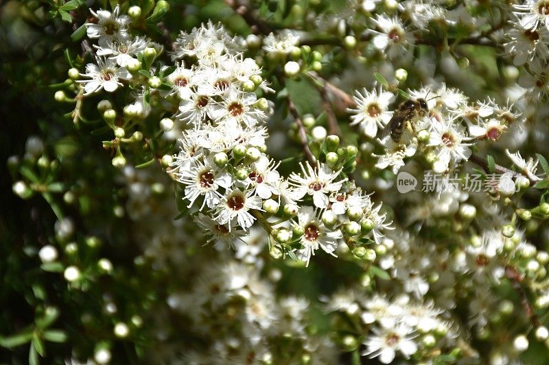 卡努卡（昆泽亚埃里诺德）茶树