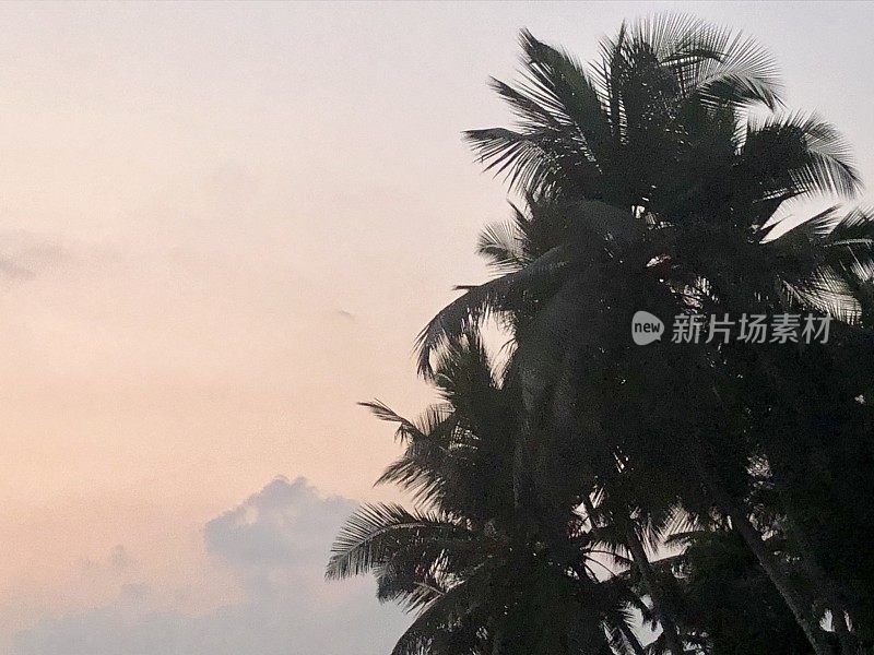 棕榈树(槟榔科)剪影，戏剧性的日落天空，Palolem海滩，果阿，印度