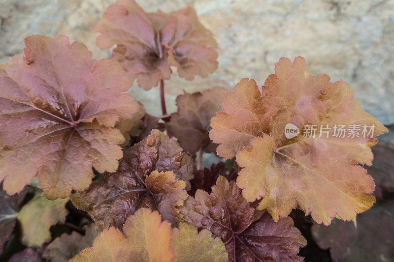 春天的珊瑚钟(Heuchera)五颜六色的叶子