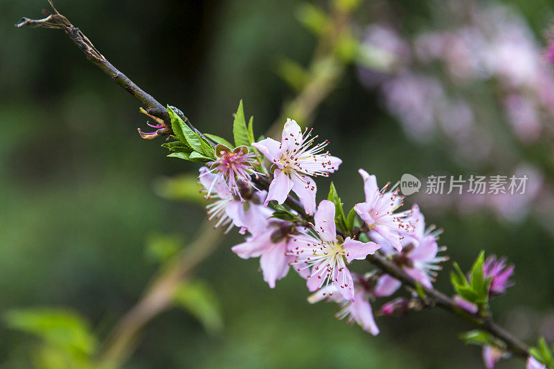 桃花