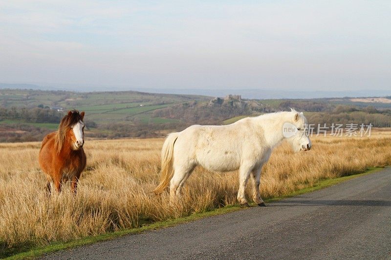 威尔士乡下的野马
