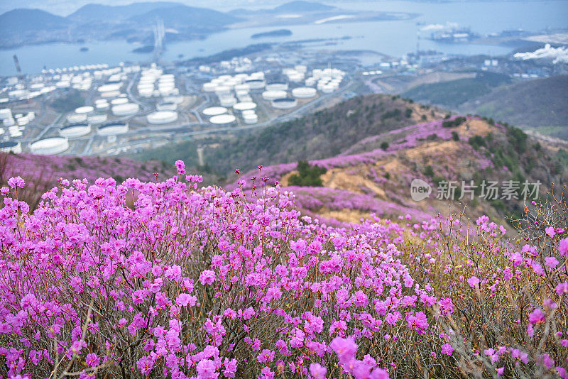 杜鹃花