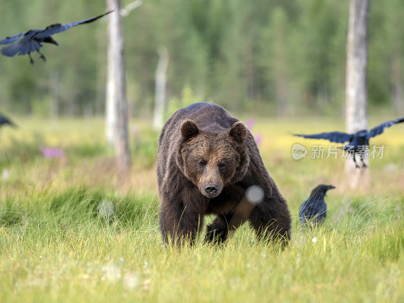 欧洲棕熊，芬兰