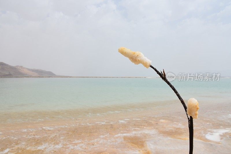 死海里一根沾满盐的树枝