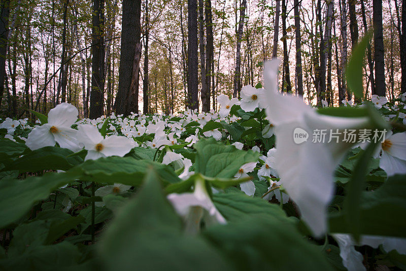 安大略省的延龄花在加拿大的一个公园里相遇