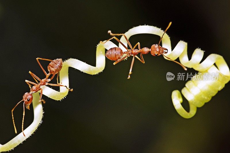 2只蚂蚁在藤蔓上行走。