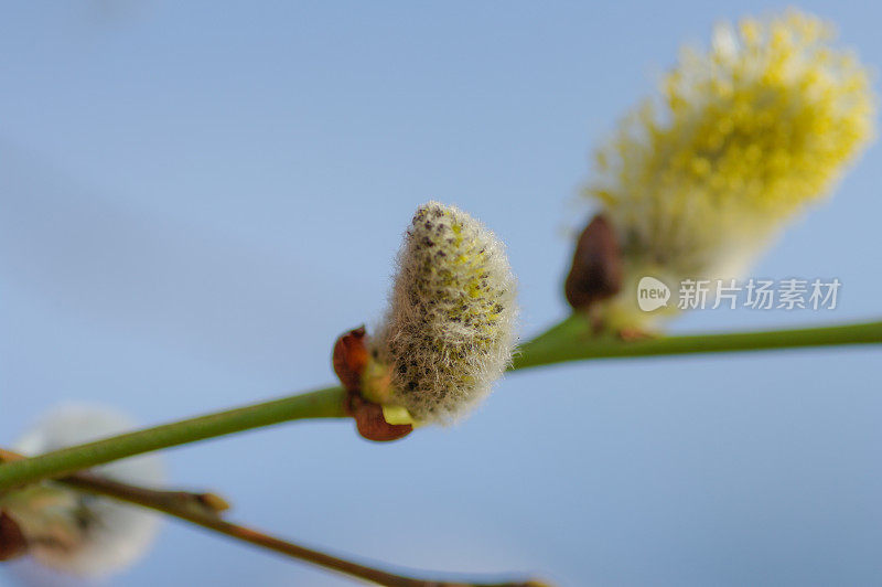 早春开花了