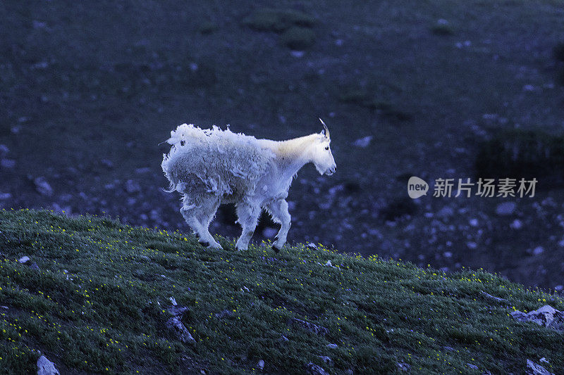 高山草地上的山羊