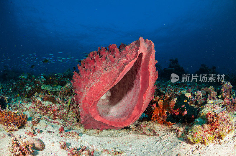 热带水族馆，热带水域海葵大近距离触须