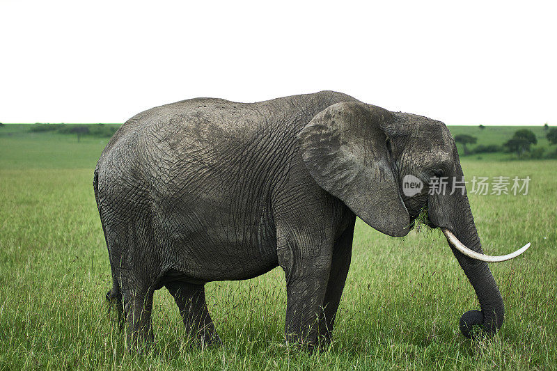 野生动物肯尼亚，非洲象。