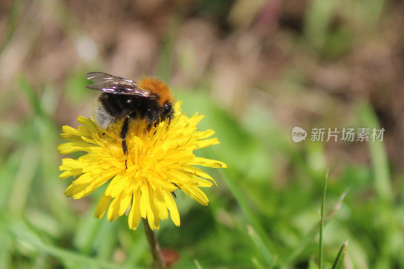 这是野生西部蜜蜂在自然野生花园中采集黄色蒲公英花朵花粉和为种子授粉的图像，背景为模糊的绿色，黑色和橙色条纹的蜜蜂准备返回蜂房养蜂