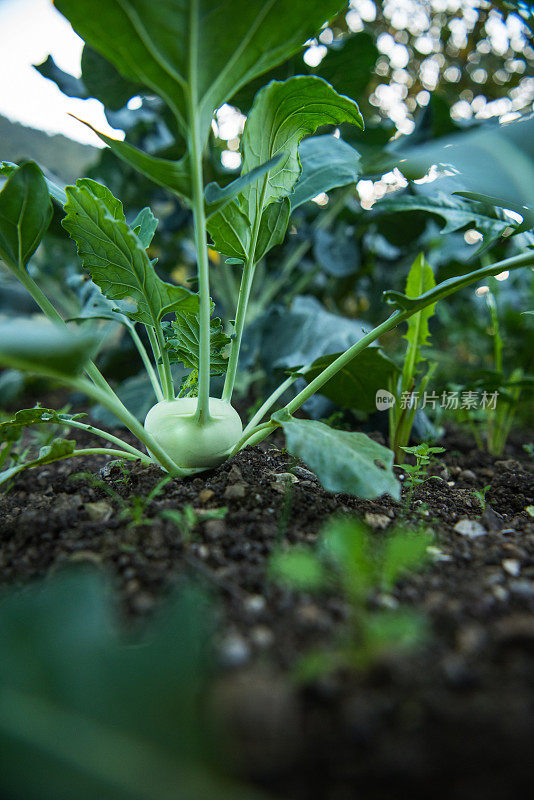 菜园子里的大头菜