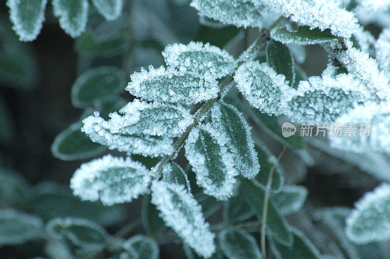 冰冻的绿叶与白霜特写