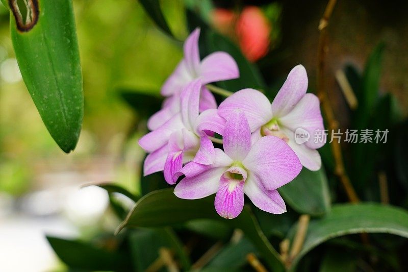 淡雅的粉红色兰花特写