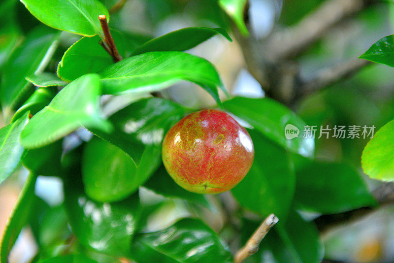 日本茶花的果实