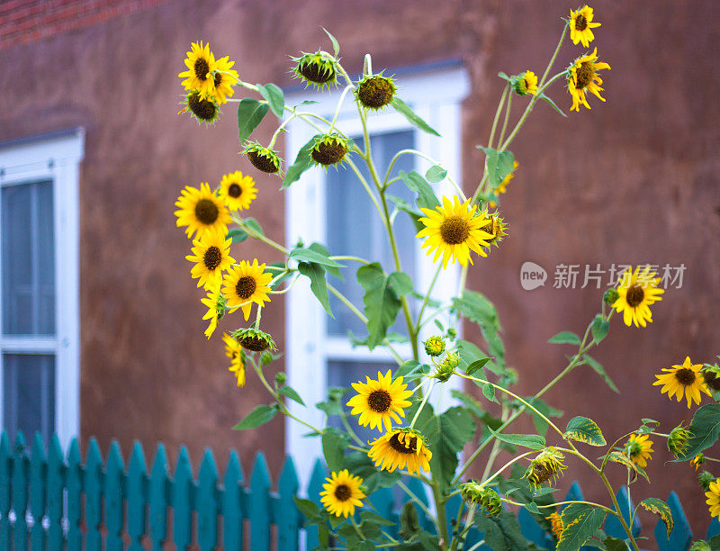 圣塔菲，俄勒冈州:土坯屋和尖桩篱笆附近的向日葵