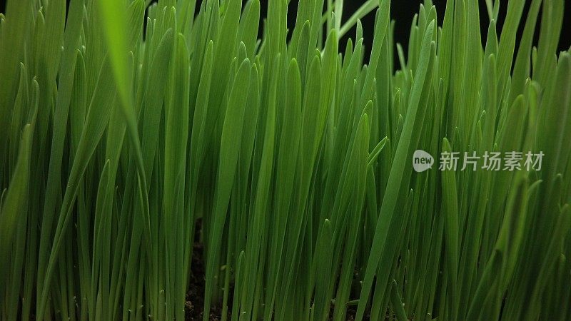 镜头移动经过发芽的燕麦茎秆，运动中的时间流逝，生长的燕麦。生命诞生的概念。