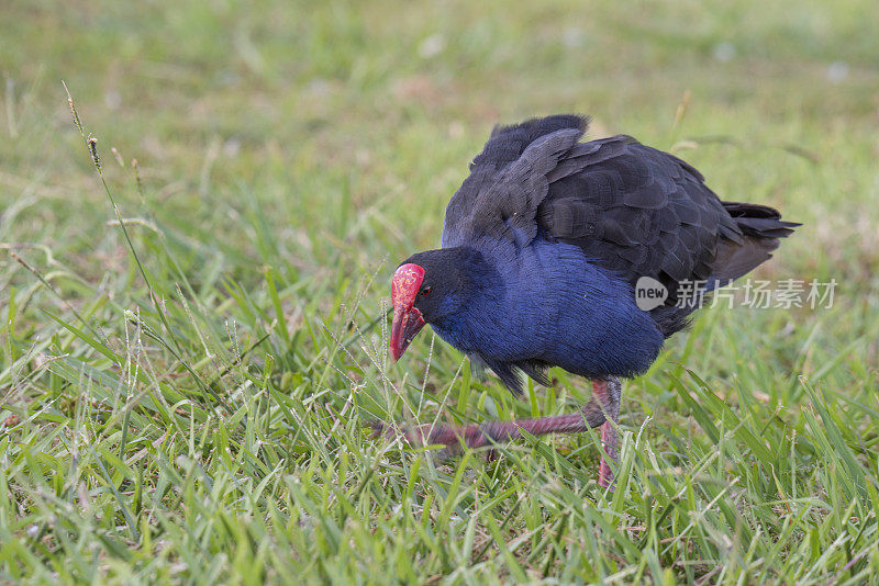 澳大拉西亚的Swamphen