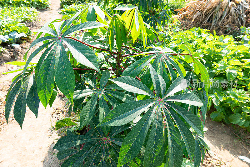 木薯在地里生长