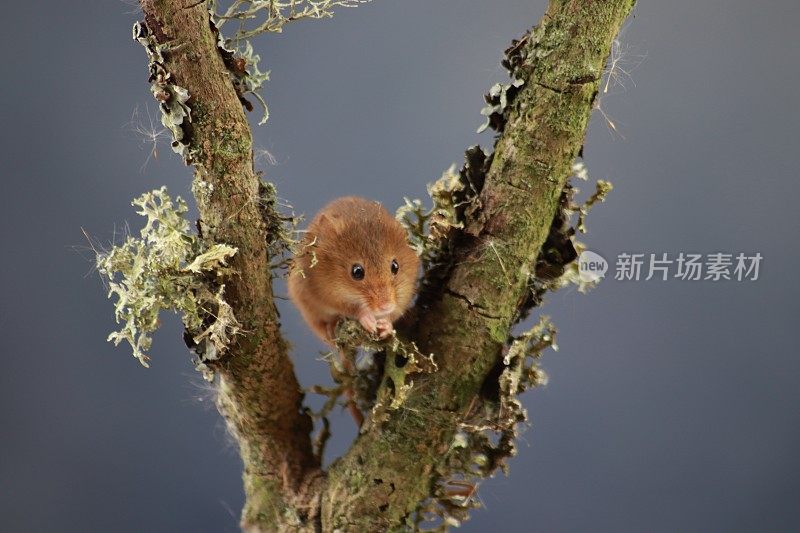 在爬满常春藤和苔藓的地方收获老鼠