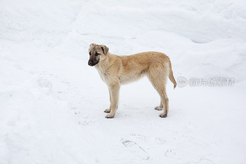 狗在冬天的雪地上行走