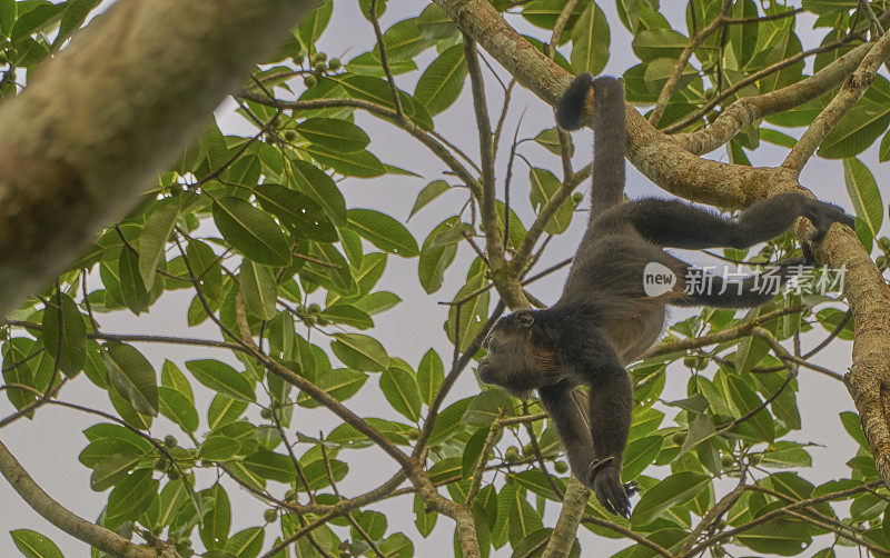 野生雌性吼猴，在中美洲巴拿马的甘博亚索伯拉尼亚国家公园