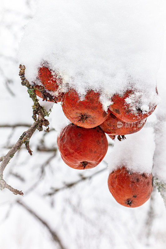 覆盖着雪的冰冻苹果。冬天的苹果树。