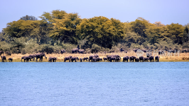 马拉维夏尔河沿岸的一群大象