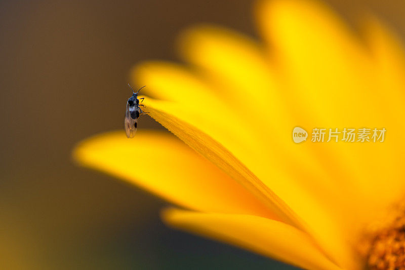 蚜虫正坐在一朵黄花上。昆虫的微距照片