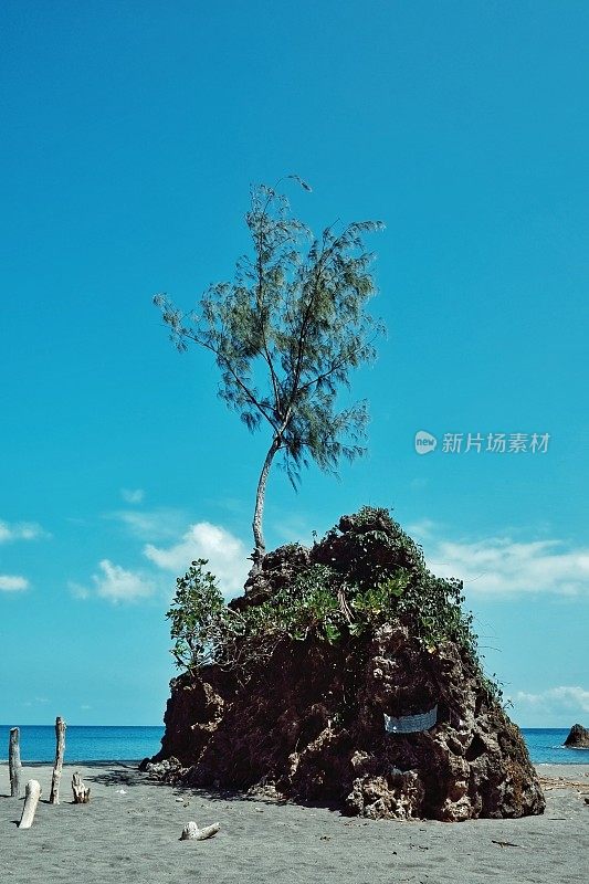 风景优美的海景景观有一大片大岩石和一棵大树，位于南太平洋海岸的沙滩岸边