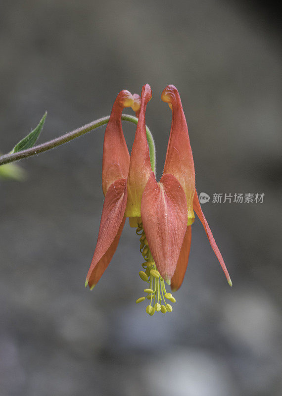 紫红色耧斗菜，西部耧斗菜，或红色耧斗菜，杰迪戴亚·史密斯红木州立公园;