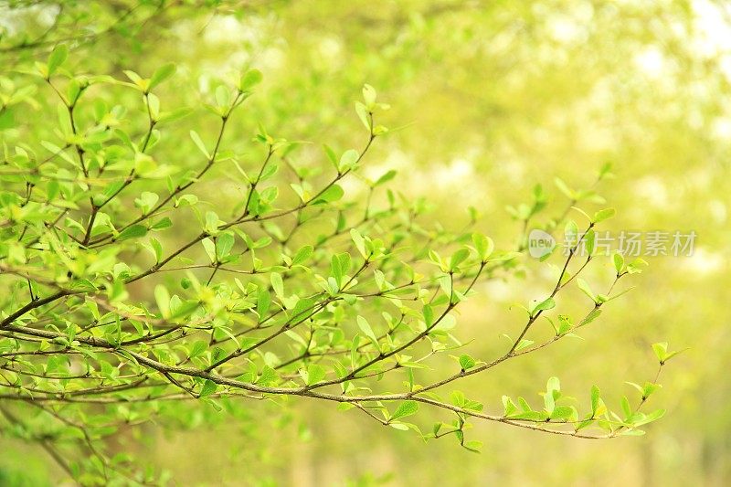 春天，树枝长出绿色的新芽