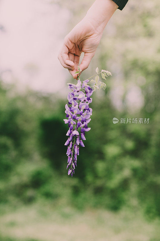 女人在春天的背景中拿着紫色紫藤