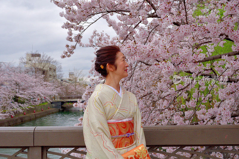 穿着和服的日本妇女在京都欣赏樱花