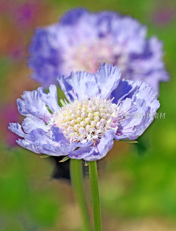 紫花植物野外特写