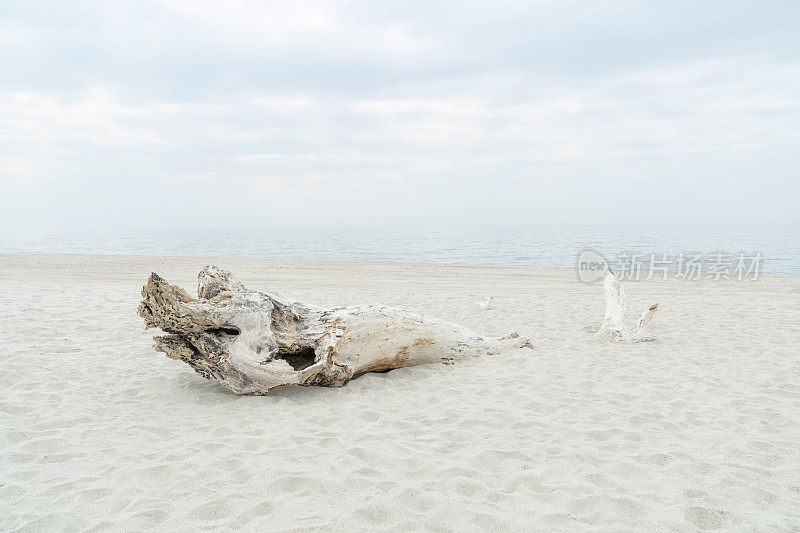 海滩景象-被海水抛出的干枯的树被沙子覆盖。